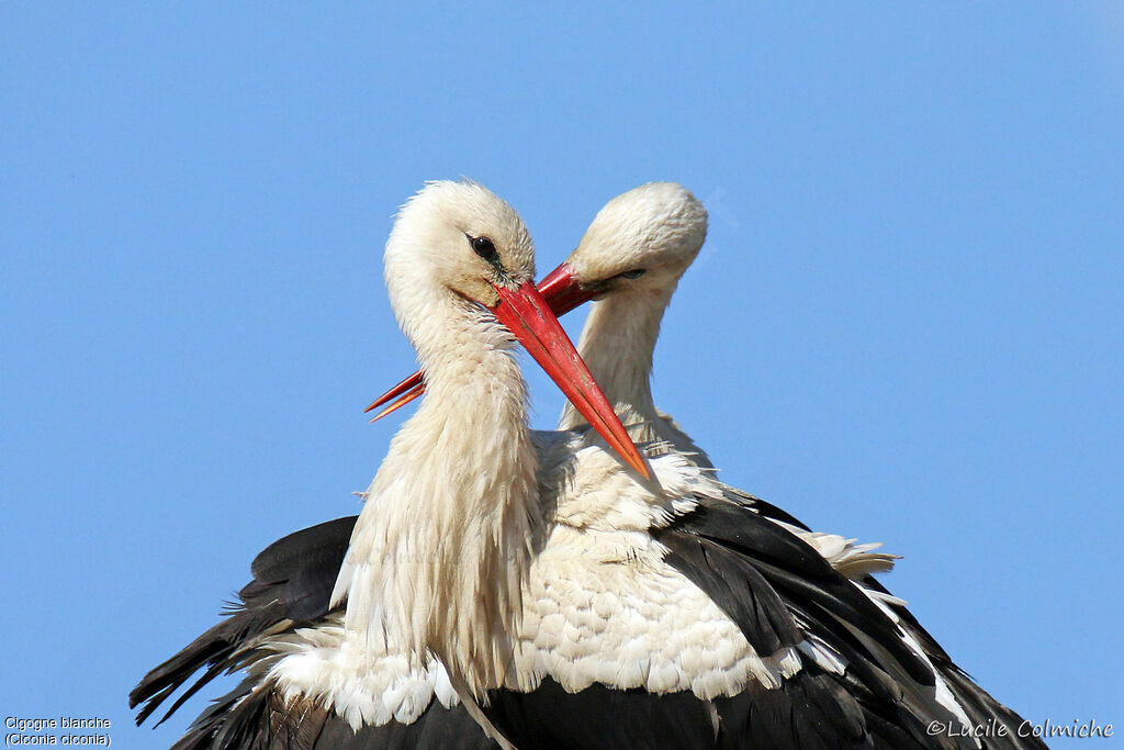 Cigogne blancheadulte nuptial