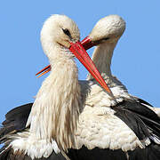 White Stork