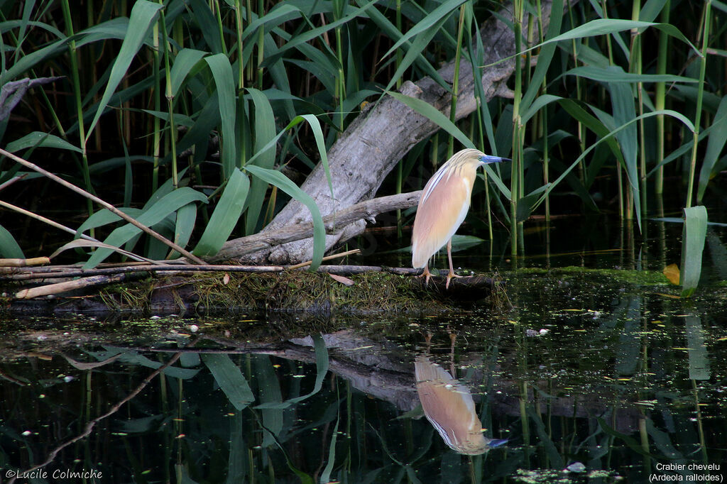 Crabier chevelu mâle adulte nuptial, habitat