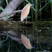 Squacco Heron