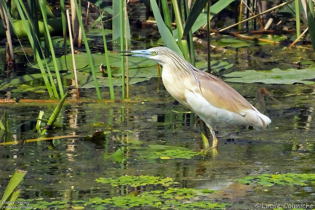 Crabier cheveluadulte nuptial, identification