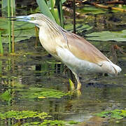 Squacco Heron