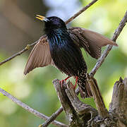 Common Starling