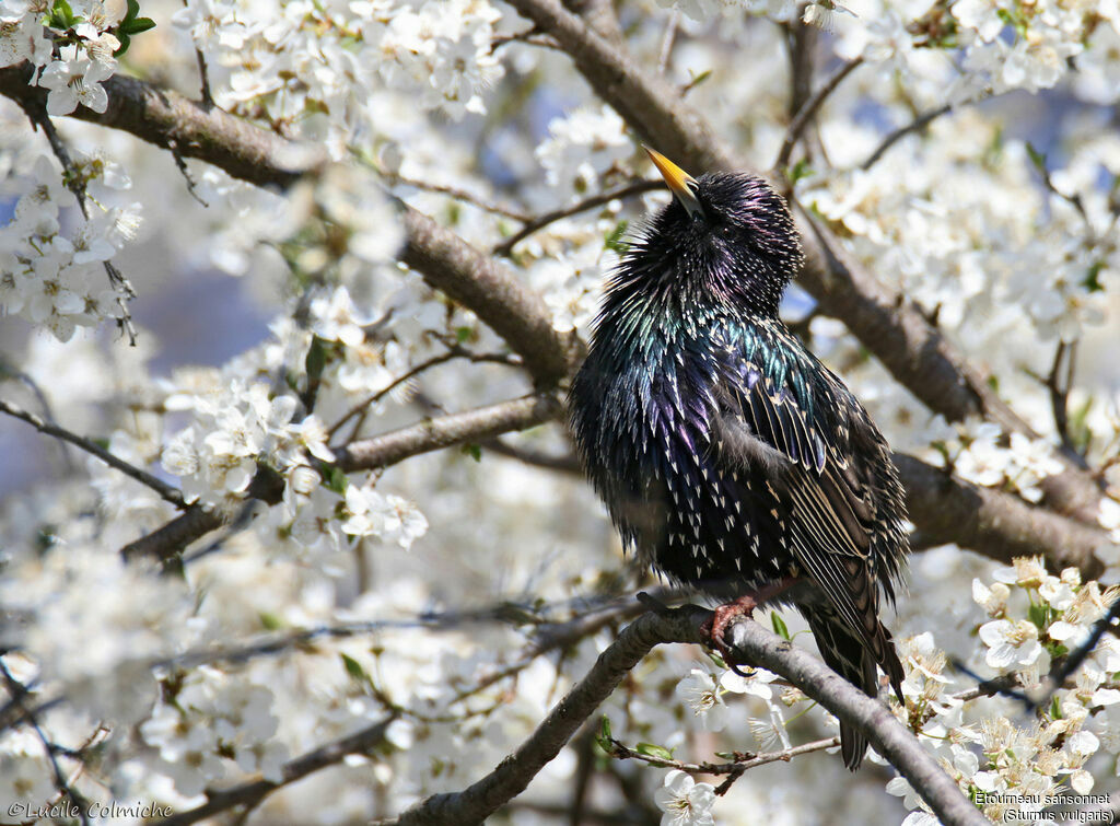 Common Starling male adult breeding, identification, aspect, pigmentation