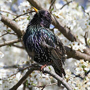 Common Starling