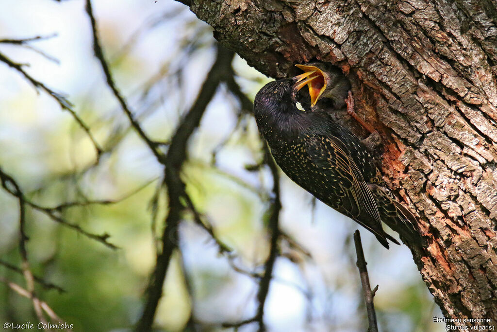 Common Starling, identification, Reproduction-nesting