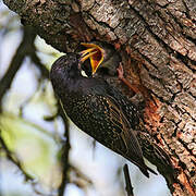 Common Starling