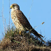 Common Kestrel