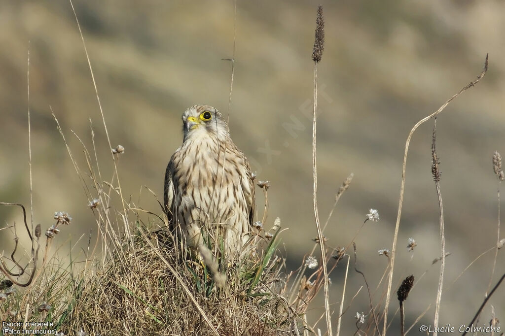 Common Kestrel female adult, identification