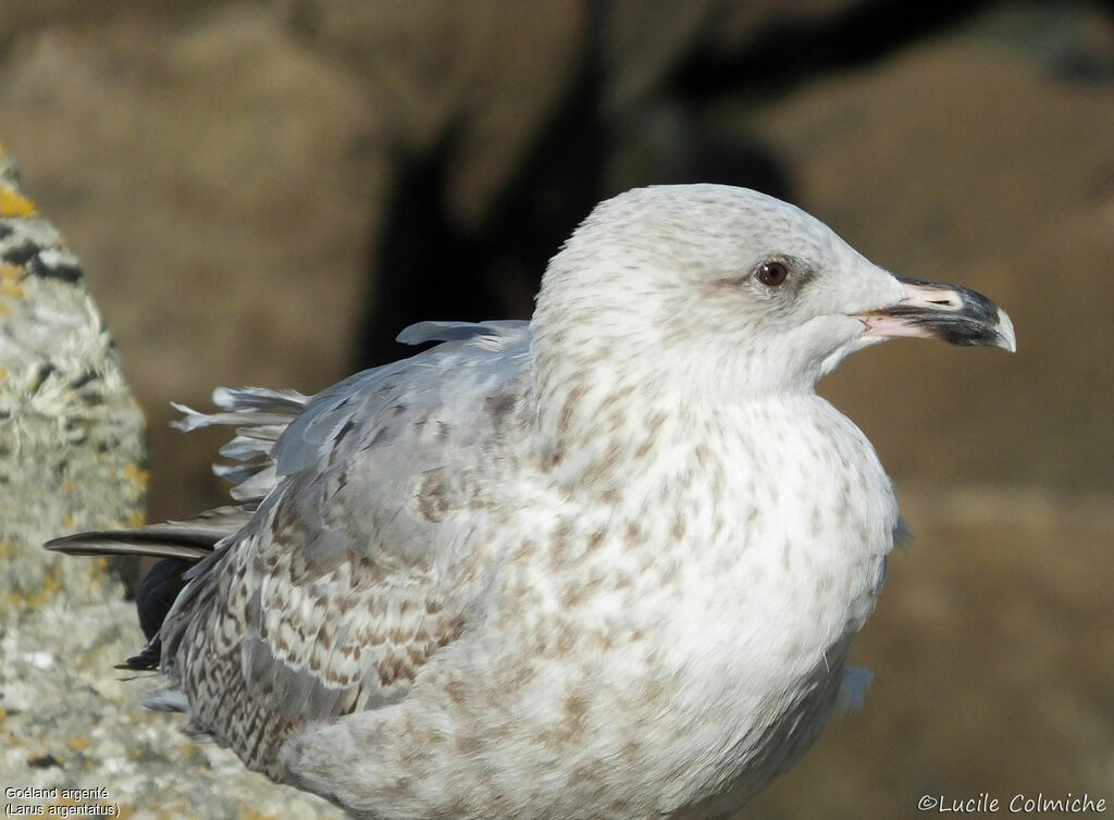 European Herring GullSecond year, close-up portrait