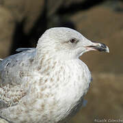 European Herring Gull