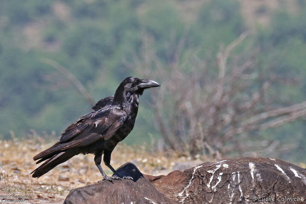 Grand Corbeauadulte nuptial, identification