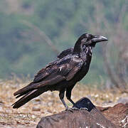 Northern Raven