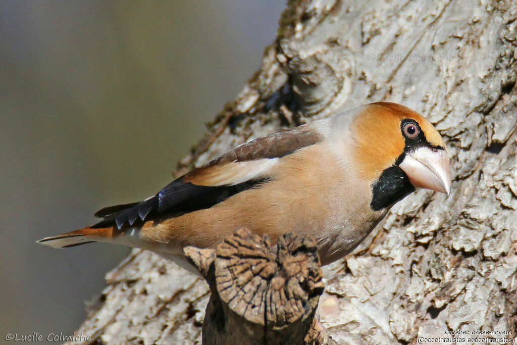 Hawfinch male adult post breeding, identification