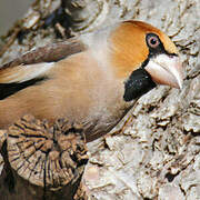 Hawfinch