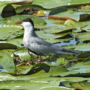 Whiskered Tern