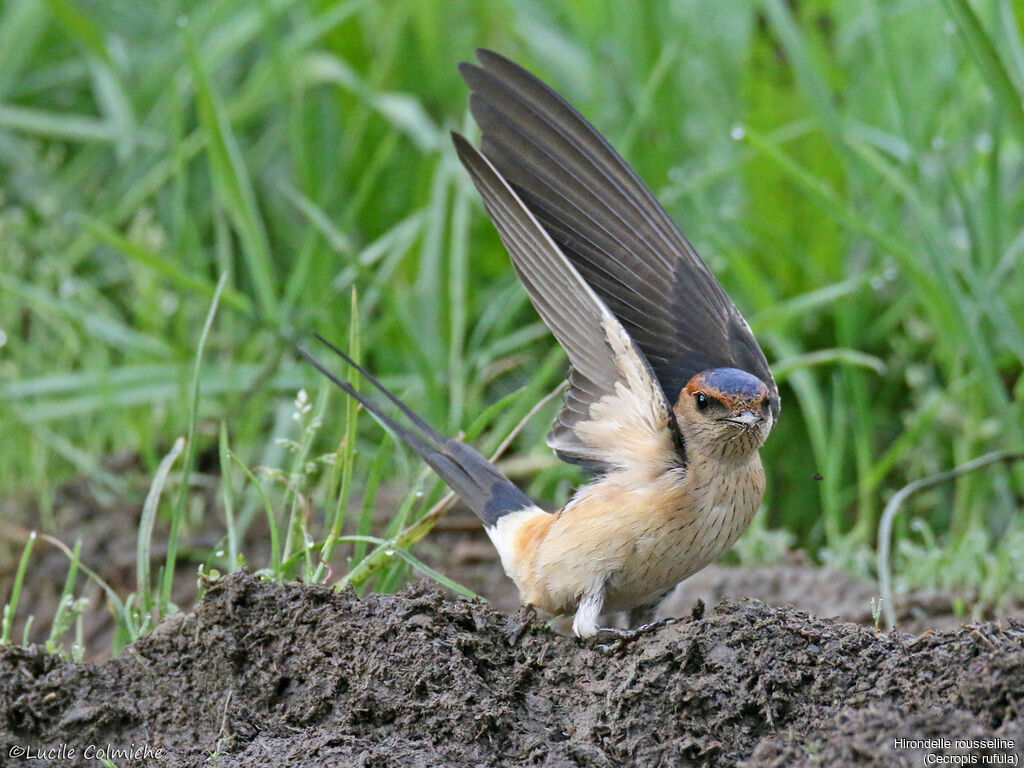 Red-rumped Swallowadult breeding, identification, Reproduction-nesting