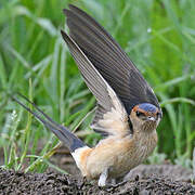 Red-rumped Swallow