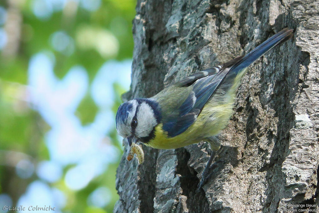 Eurasian Blue Tit male adult breeding, identification, aspect, Reproduction-nesting