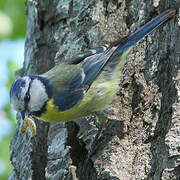 Mésange bleue