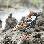 Spanish Sparrow