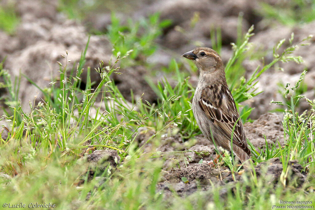 Moineau espagnol femelle adulte nuptial, identification, composition