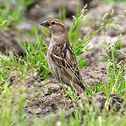 Spanish Sparrow