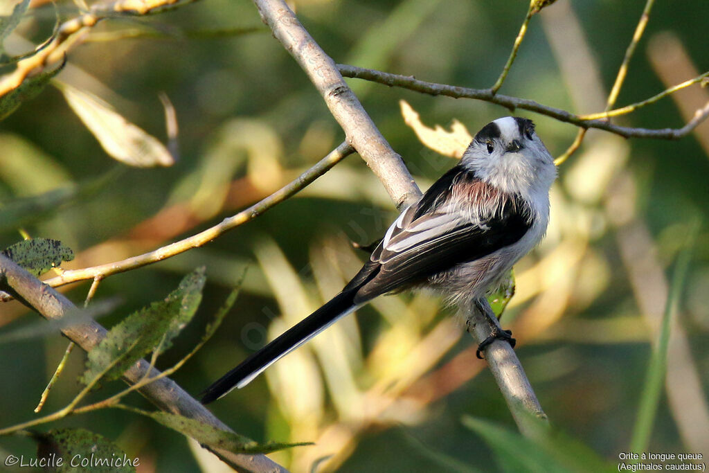 Long-tailed Titadult, identification, aspect