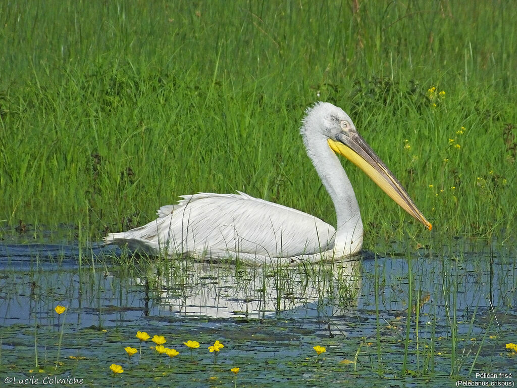 Dalmatian Pelicanadult transition, identification, swimming