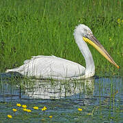 Dalmatian Pelican