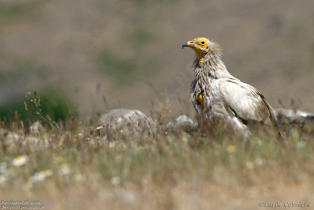 Egyptian Vultureadult breeding, identification