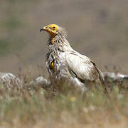 Egyptian Vulture