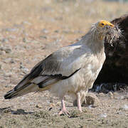 Egyptian Vulture