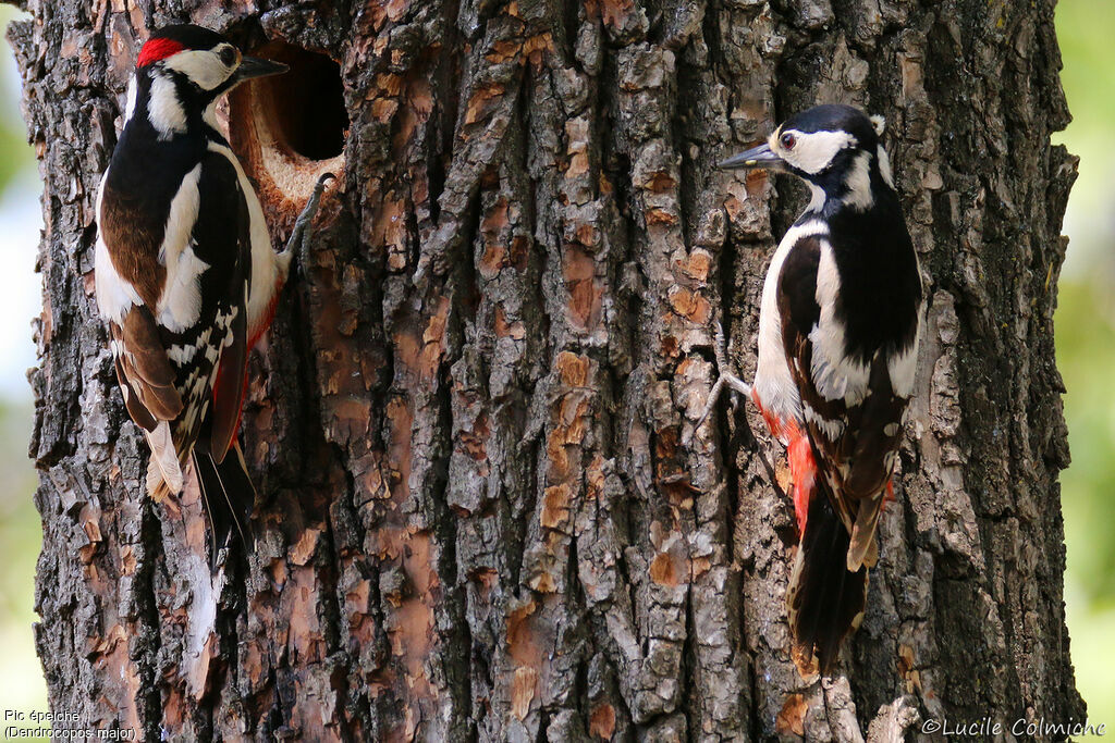 Great Spotted Woodpeckeradult breeding, Reproduction-nesting