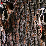 Great Spotted Woodpecker