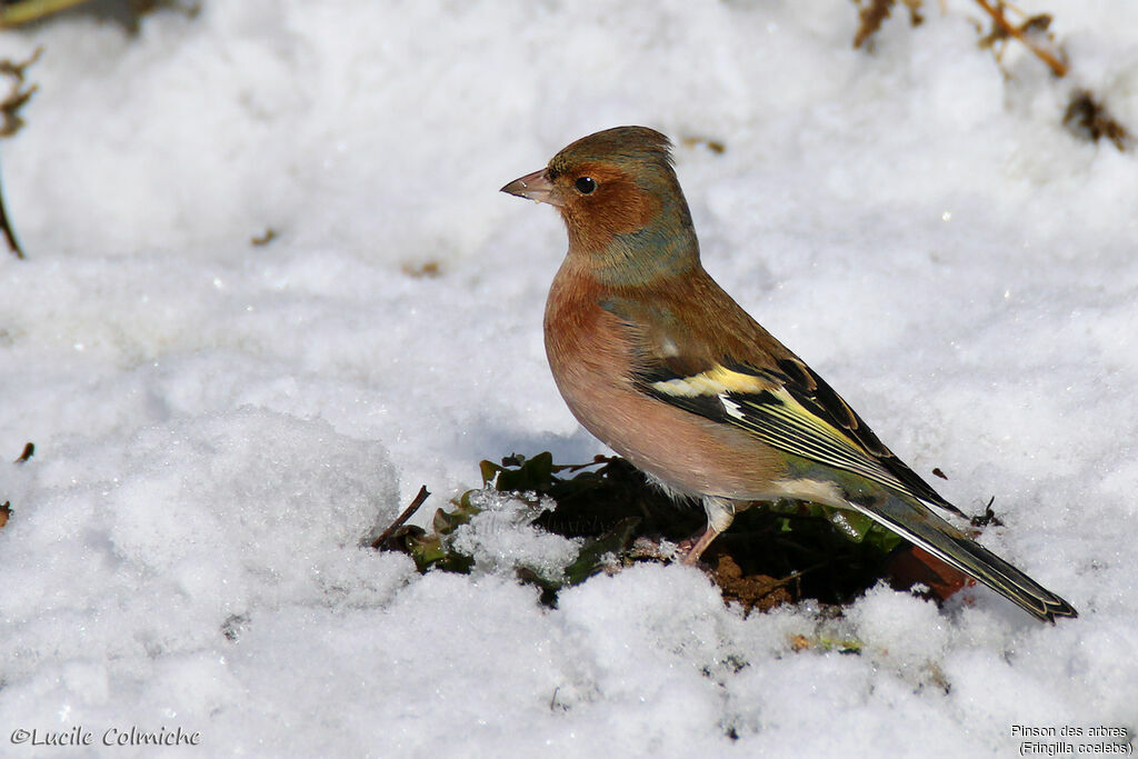 Eurasian Chaffinch male adult, identification