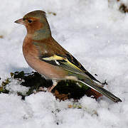 Eurasian Chaffinch