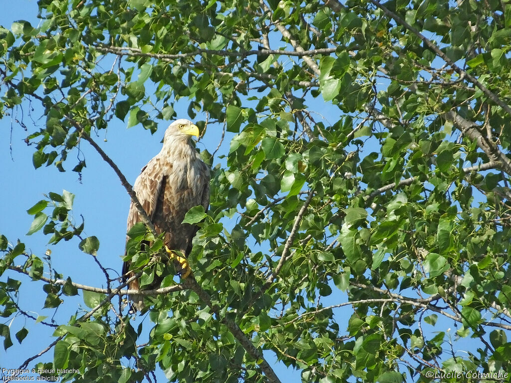 White-tailed Eagleadult, identification