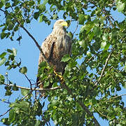 White-tailed Eagle