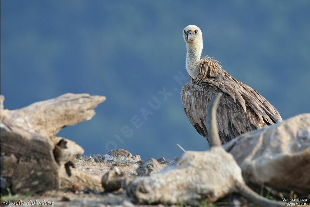 Griffon Vulturejuvenile, identification