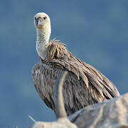 Griffon Vulture