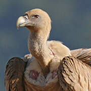 Griffon Vulture