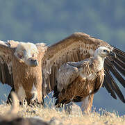 Griffon Vulture