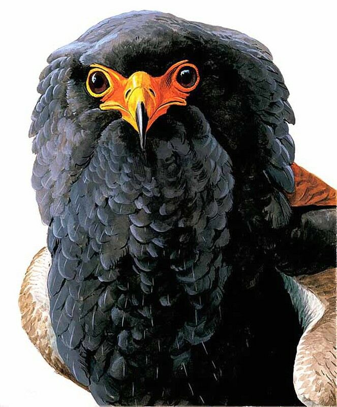 Bateleur