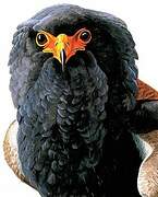 Bateleur