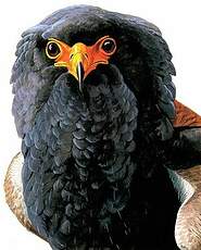 Bateleur des savanes