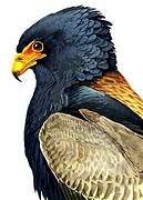 Bateleur