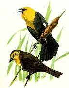 Yellow-headed Blackbird