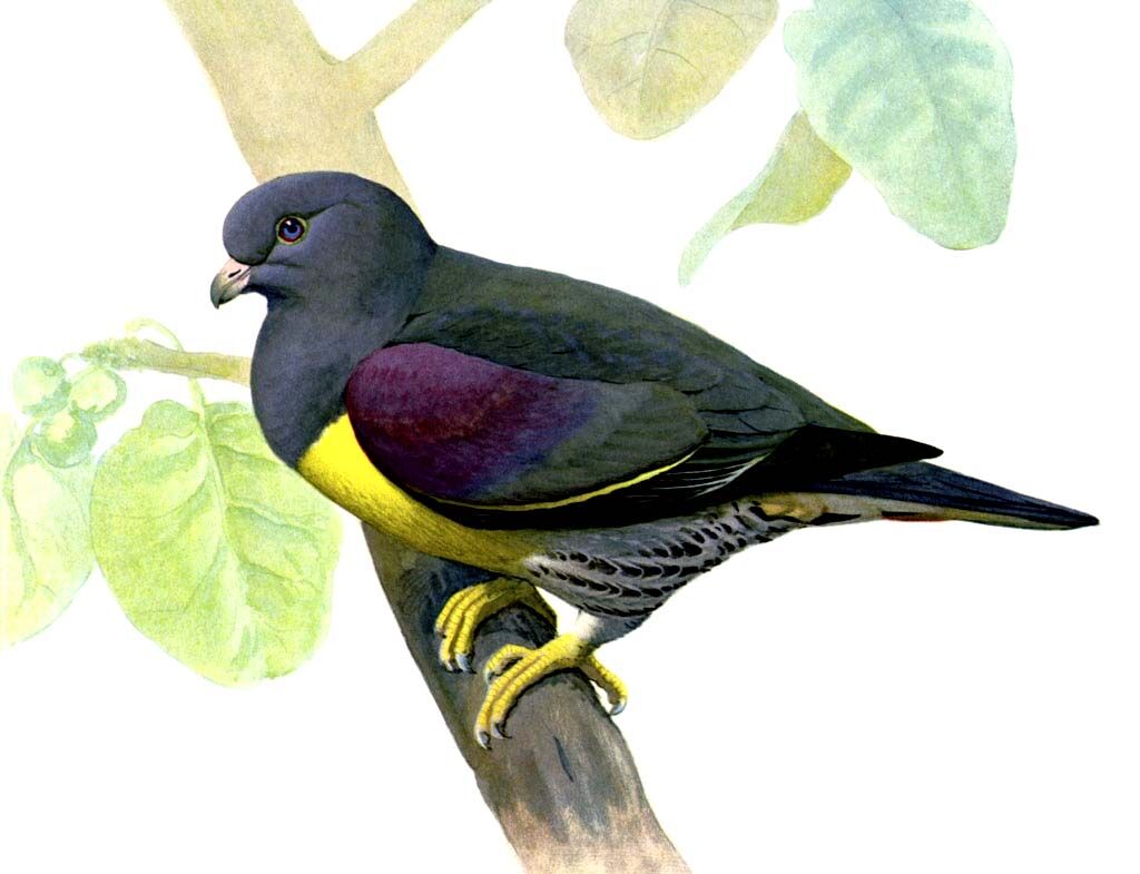 Bruce's Green Pigeon