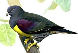 Bruce's Green Pigeon